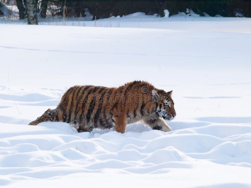 Siberian tiger - Panthera tigris altaica - in winter forest