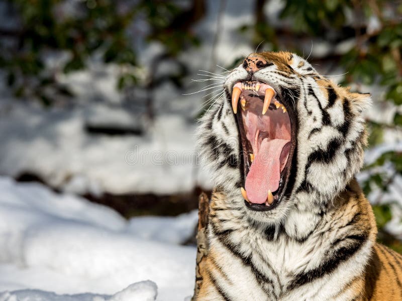 Siberian tiger, Panthera tigris altaica, yawning with a big open mouth, showing teeth and tounge. Snow on the ground