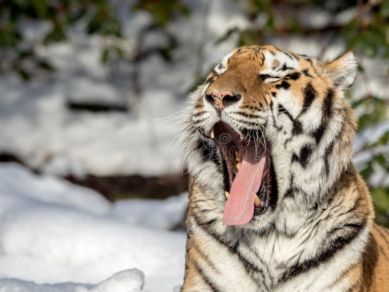 Siberian tiger, Panthera tigris altaica, yawning with a big open mouth, showing teeth and tounge. Snow on the ground