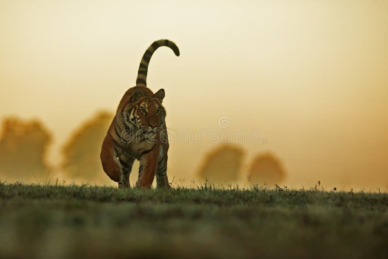 Siberian Tiger Panthera Tigris Tigris Silhouette Stock Photo - Image of  hunter, asia: 192243308