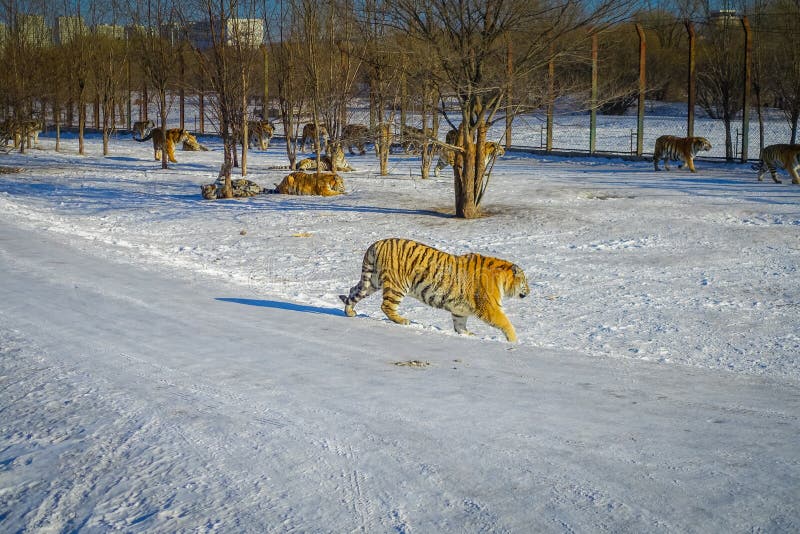 Siberian Tiger Park in Harbin, China