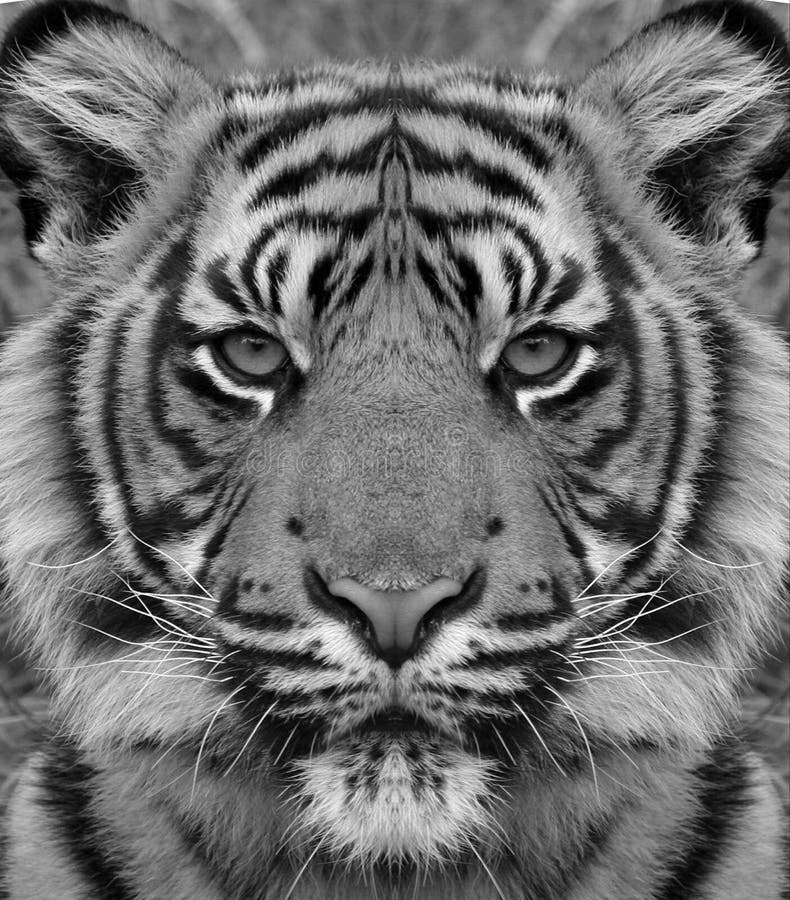 Siberian tiger portrait in black and white with high contrast