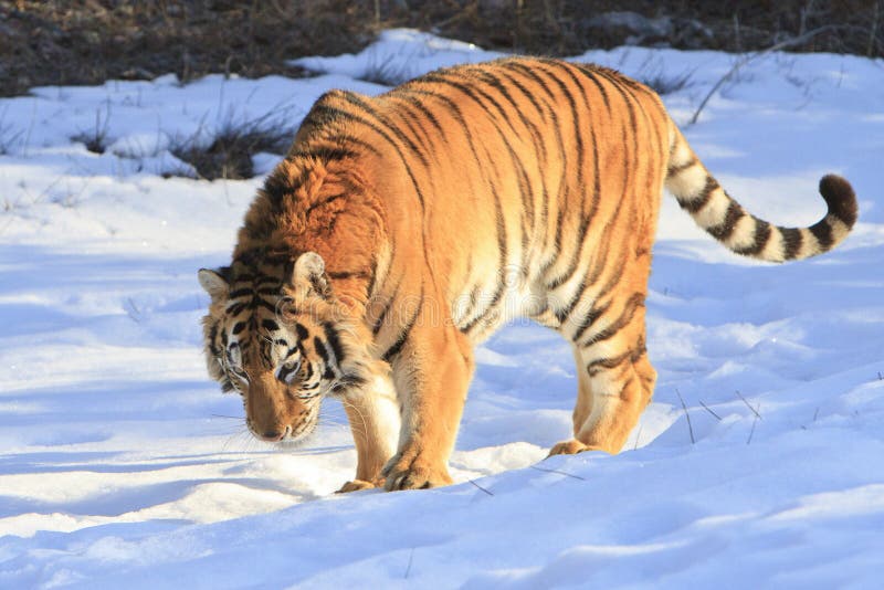 Siberian tiger in snow