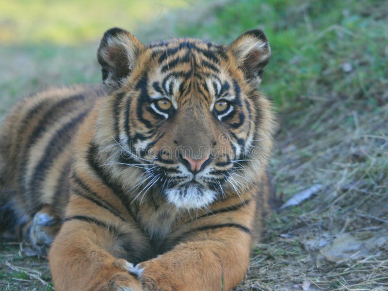 half cat half tiger