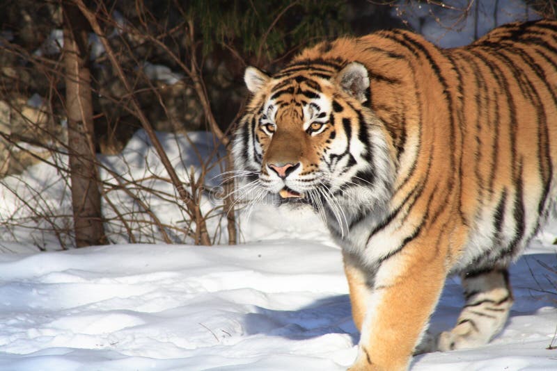 Siberian Tiger In Winter Forest