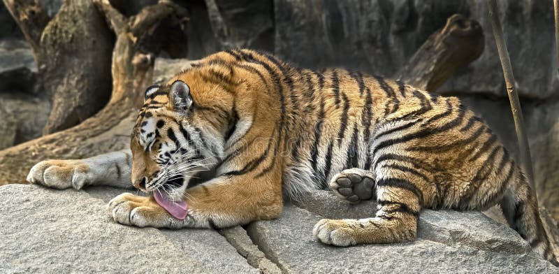 Young siberian tiger 1