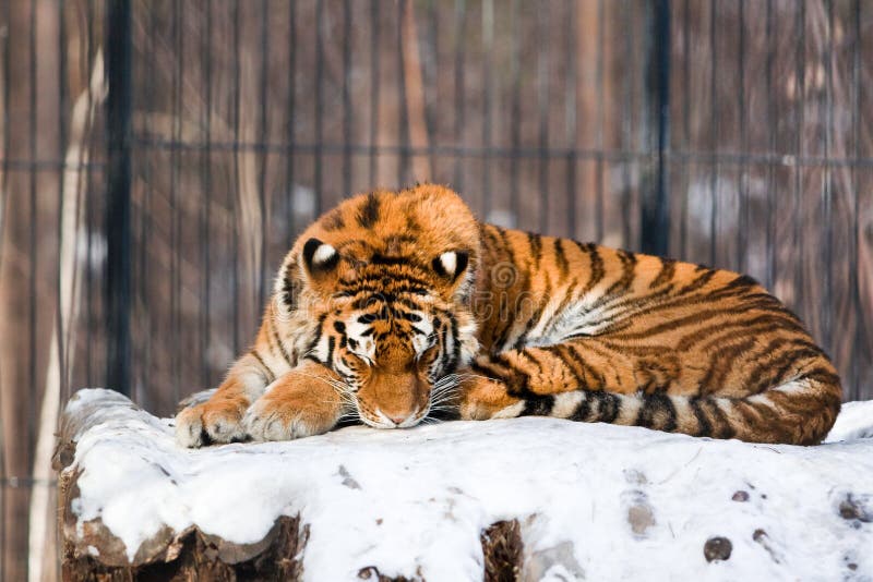 Siberian Tiger in Zoo