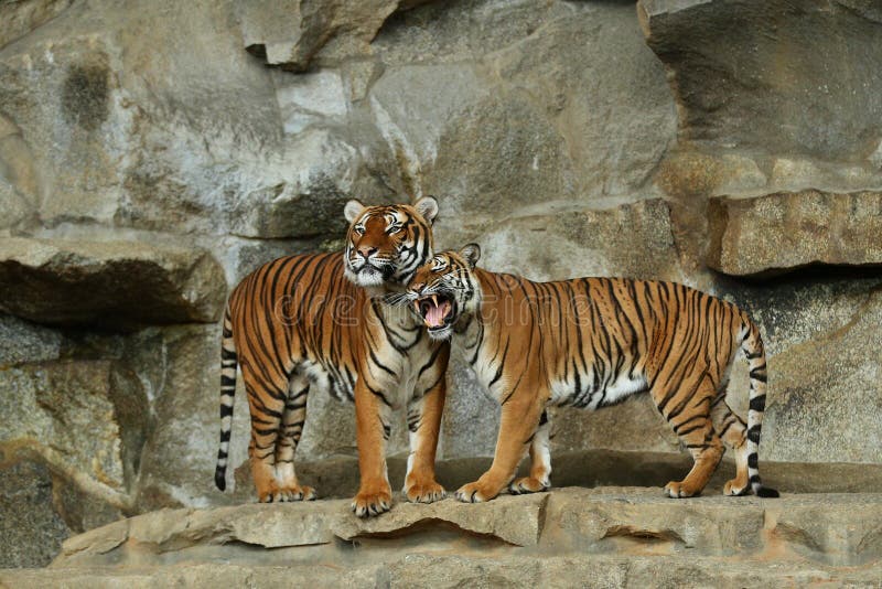 Siberian tigers, Panthera tigris altaica, resting and playing in the rocky mountain area.
