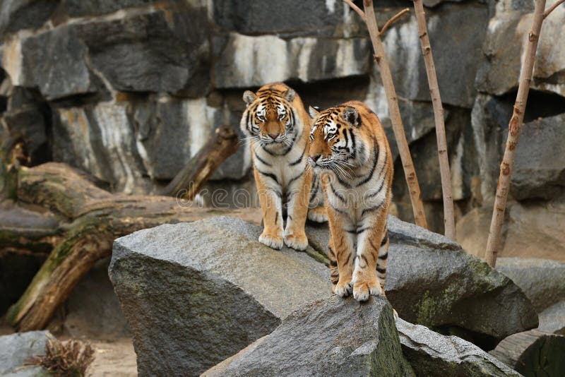 Siberian tigers, Panthera tigris altaica, resting and playing in the rocky mountain area.