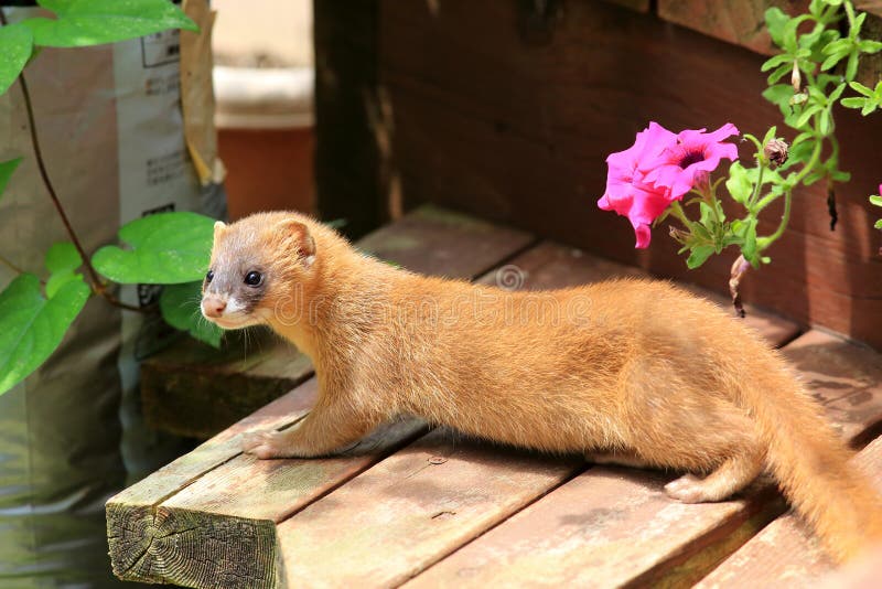 Japanese Weasel (Mustela itatsi) is a carnivorous mammal belonging to the genus