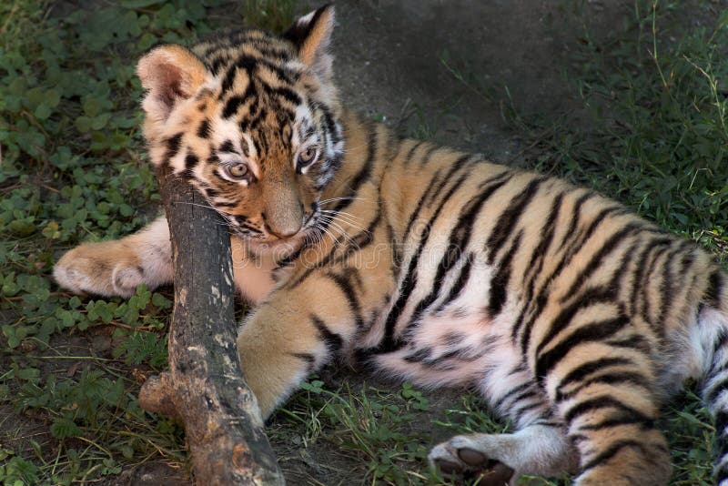 Siberiano Tiger Cub fotografía de archivo libre de regalías Siberiano Tiger Cub fotografía de archivo libre de regalías