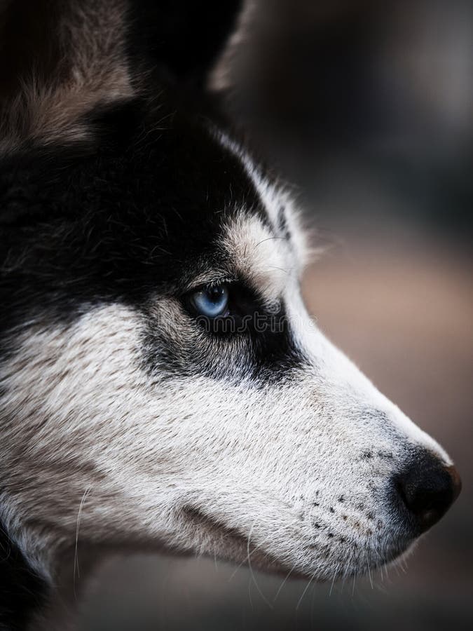 Siberisch Schor, Blauw Koninklijk Oog, stock afbeeldingen Siberisch Schor, Blauw Koninklijk Oog, stock afbeeldingen