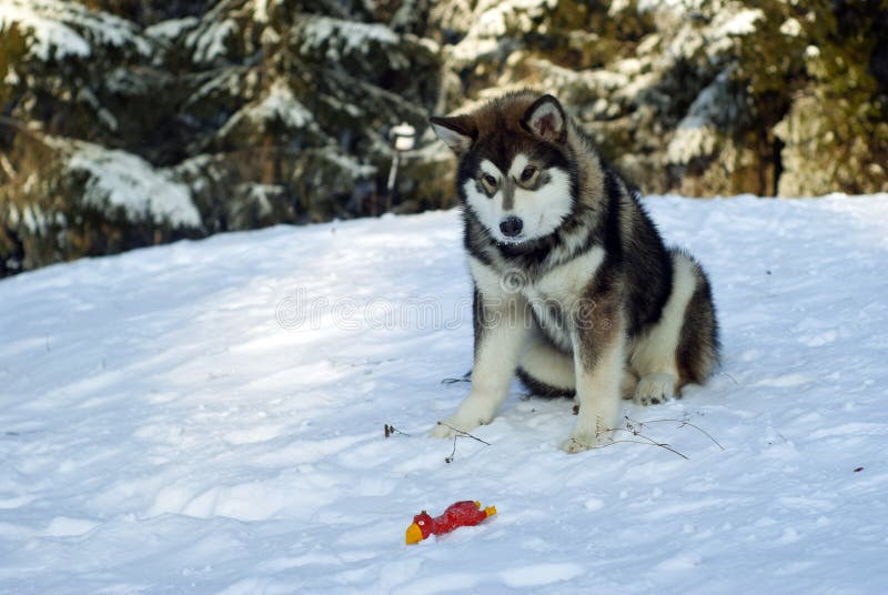 Siberisch Schor puppy royalty-vrije stock fotografie Siberisch Schor puppy royalty-vrije stock fotografie