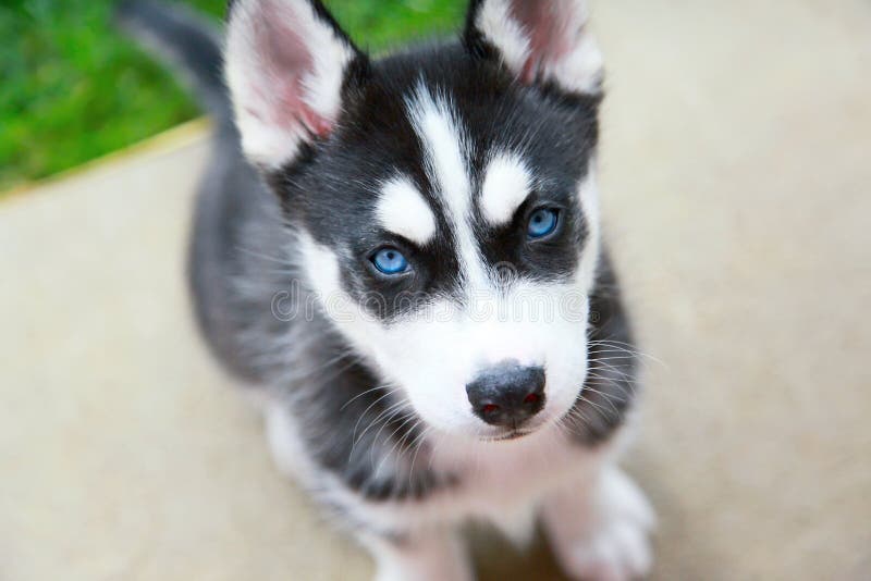 Siberisch Schor puppy stock afbeelding Siberisch Schor puppy stock afbeelding