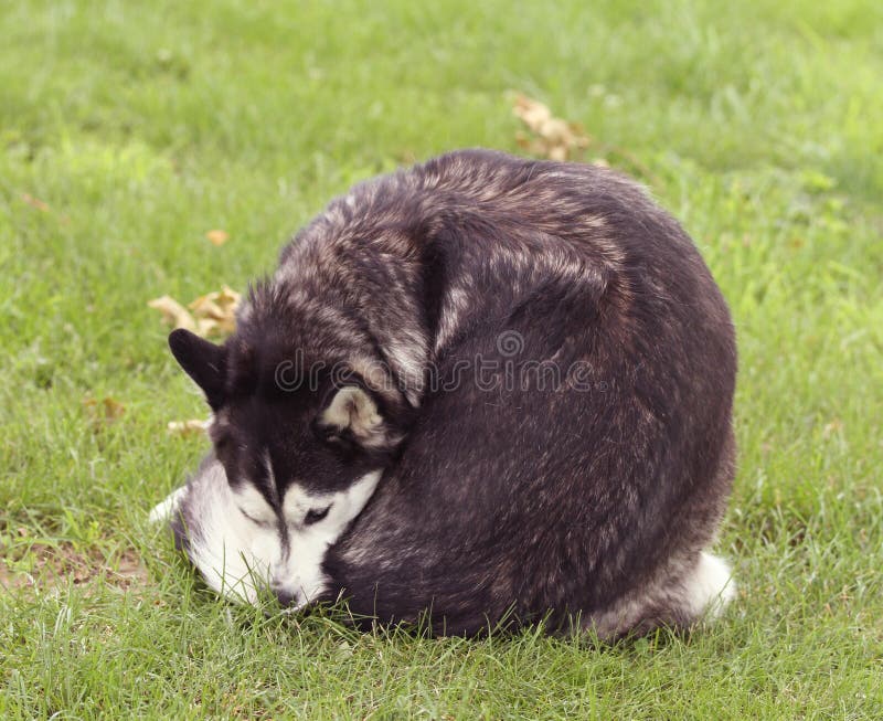 Siberische Husky in het gras die zichzelf likt stock afbeeldingen
