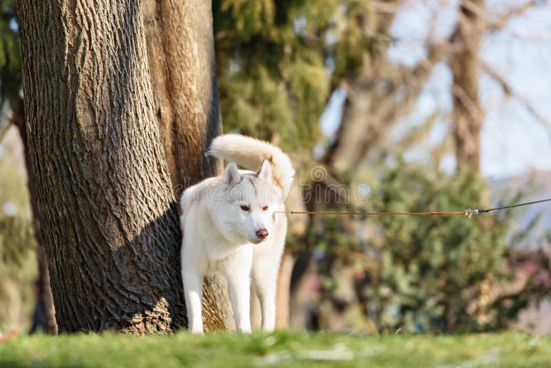Siberische schor hond in outdoore royalty-vrije stock foto Siberische schor hond in outdoore royalty-vrije stock foto