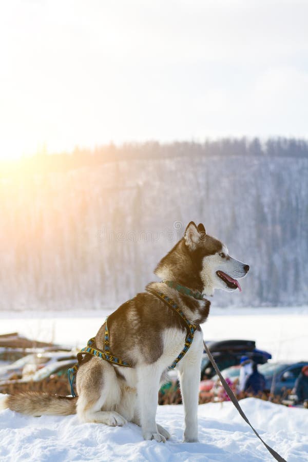 Siberische Schor hond zwart-witte kleur in de winterzitting in de sneeuw stock afbeelding Siberische Schor hond zwart-witte kleur in de winterzitting in de sneeuw stock afbeelding