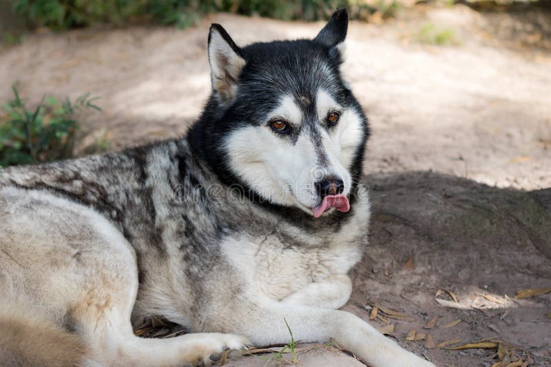 Siberische Schor hondclose-up met leuke gelaatsuitdrukking die lippen likken stock afbeeldingen Siberische Schor hondclose-up met leuke gelaatsuitdrukking die lippen likken stock afbeeldingen