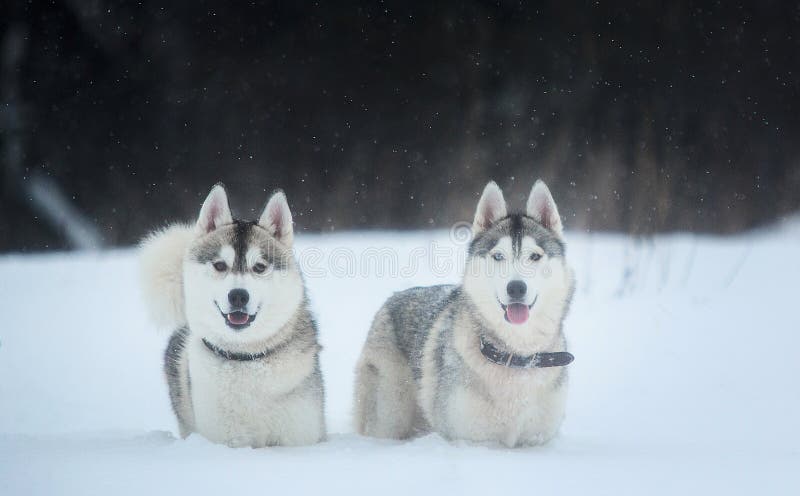 Siberische Schor honden op de winterachtergrond Twee verbazende schor honden die zich op de sneeuw bevinden stock foto Siberische Schor honden op de winterachtergrond Twee verbazende schor honden die zich op de sneeuw bevinden stock foto