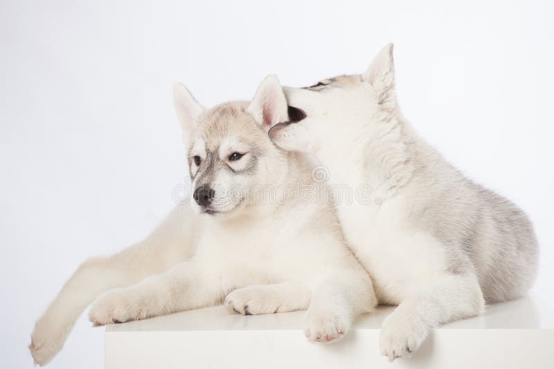 Siberische schor puppy stock foto Siberische schor puppy stock foto