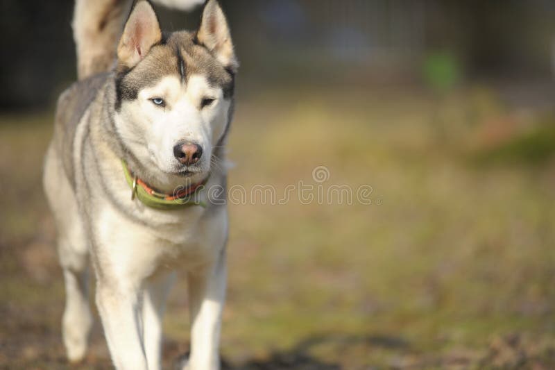 Sibirian Husky dog outdoors