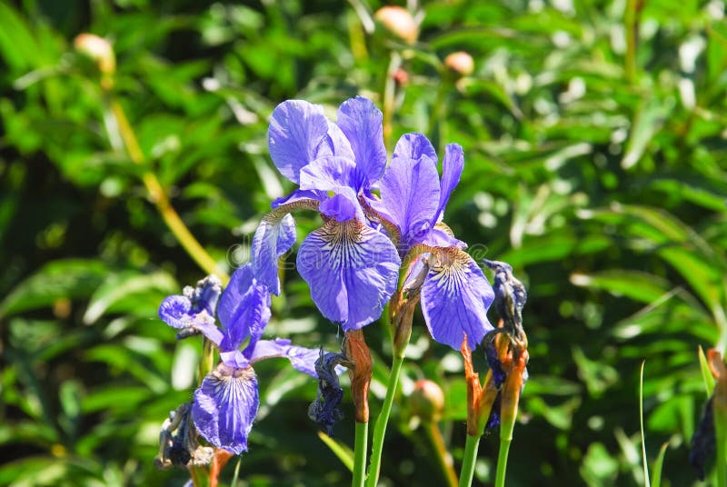 Sibirica siberiano del iris del iris de la lila