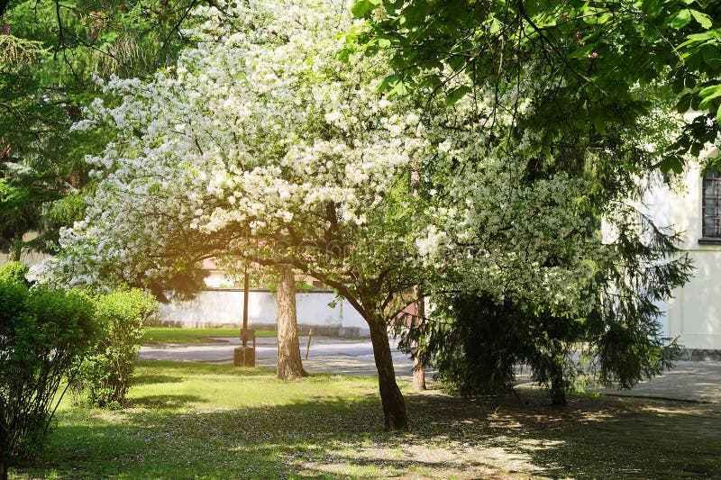 Sibirischer Holzapfel, Mandschuholzapfel oder ChineseHolzapfel, Malus Baccata in der Blüte stockfotos Sibirischer Holzapfel, Mandschuholzapfel oder ChineseHolzapfel, Malus Baccata in der Blüte stockfotos