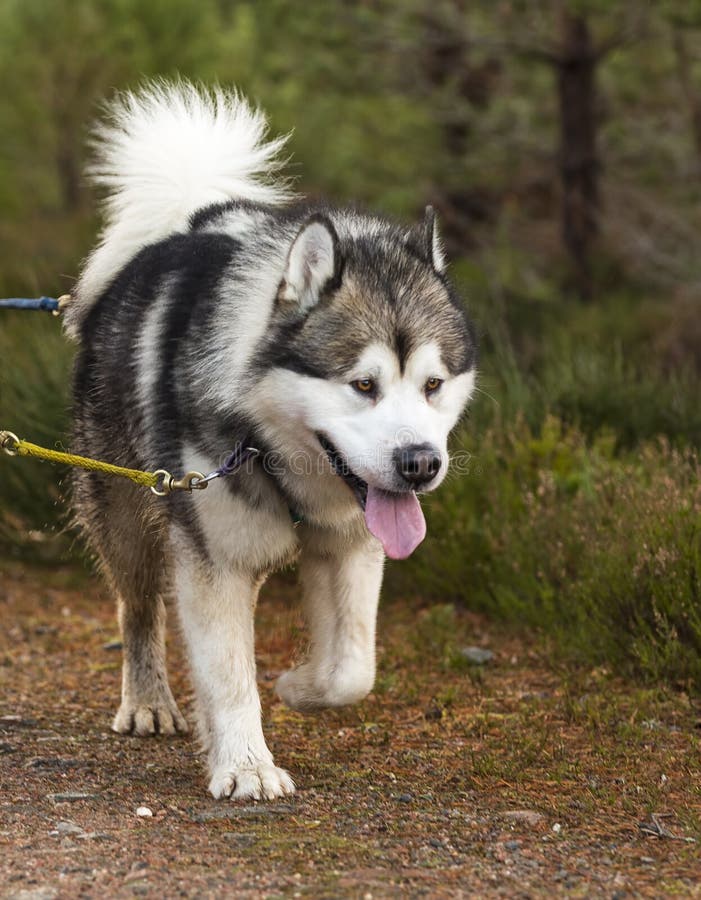 Hund Der Schlitten Zieht StockFotos Laden Sie 126 RoyaltyFree Fotos