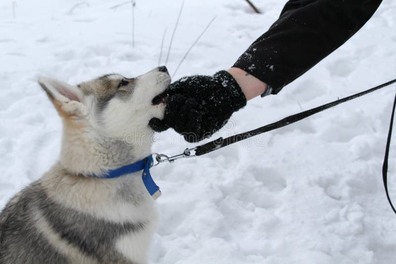 Sibirischer Husky erlosch für einen Weg lizenzfreie stockfotos Sibirischer Husky erlosch für einen Weg lizenzfreie stockfotos