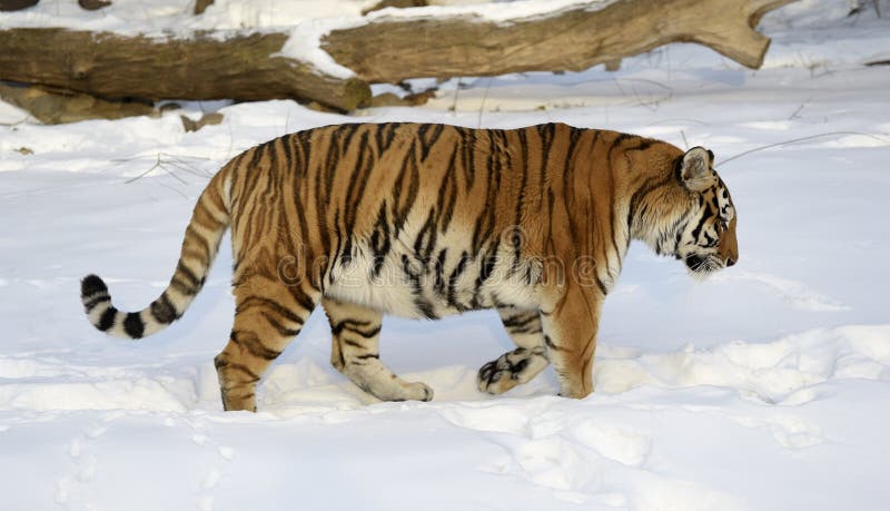 It is the only tiger that has on its belly five-centimeter layer of fat protects against chilling winds at extremely low temperatures. Body elongated, flexible, head rounded, rather short legs, a long tail. The ears are very short, as the lives in cold areas. The Amur tiger is color blind. At night, he sees five times better than humans. Body length in male tiger to tail reaches 2,7-3,8 m, females less. Withers height 115 cm, weight 160-270 kg. The greatest weight of males tigers living in the wild, does not exceed 250 kg. Normal adult male tiger weighs on average 180-200 kg when height at withers in 90-106 cm tiger - an animal easily vulnerable, despite its large size and great physical strength. It can traipse over the carcass of a horse 500 meters on the snow it is capable of speeds up to 50 km / h Listed as endangered. It is the only tiger that has on its belly five-centimeter layer of fat protects against chilling winds at extremely low temperatures. Body elongated, flexible, head rounded, rather short legs, a long tail. The ears are very short, as the lives in cold areas. The Amur tiger is color blind. At night, he sees five times better than humans. Body length in male tiger to tail reaches 2,7-3,8 m, females less. Withers height 115 cm, weight 160-270 kg. The greatest weight of males tigers living in the wild, does not exceed 250 kg. Normal adult male tiger weighs on average 180-200 kg when height at withers in 90-106 cm tiger - an animal easily vulnerable, despite its large size and great physical strength. It can traipse over the carcass of a horse 500 meters on the snow it is capable of speeds up to 50 km / h Listed as endangered