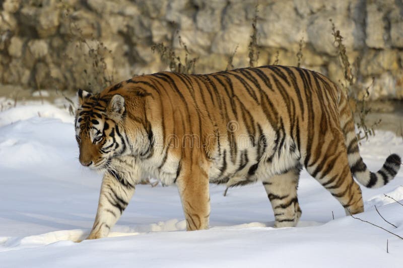 It is the only tiger that has on its belly five-centimeter layer of fat protects against chilling winds at extremely low temperatures. Body elongated, flexible, head rounded, rather short legs, a long tail. The ears are very short, as the lives in cold areas. The Amur tiger is color blind. At night, he sees five times better than humans. Body length in male tiger to tail reaches 2,7-3,8 m, females less. Withers height 115 cm, weight 160-270 kg. The greatest weight of males tigers living in the wild, does not exceed 250 kg. Normal adult male tiger weighs on average 180-200 kg when height at withers in 90-106 cm tiger - an animal easily vulnerable, despite its large size and great physical strength. It can traipse over the carcass of a horse 500 meters on the snow it is capable of speeds up to 50 km / h Listed as endangered. It is the only tiger that has on its belly five-centimeter layer of fat protects against chilling winds at extremely low temperatures. Body elongated, flexible, head rounded, rather short legs, a long tail. The ears are very short, as the lives in cold areas. The Amur tiger is color blind. At night, he sees five times better than humans. Body length in male tiger to tail reaches 2,7-3,8 m, females less. Withers height 115 cm, weight 160-270 kg. The greatest weight of males tigers living in the wild, does not exceed 250 kg. Normal adult male tiger weighs on average 180-200 kg when height at withers in 90-106 cm tiger - an animal easily vulnerable, despite its large size and great physical strength. It can traipse over the carcass of a horse 500 meters on the snow it is capable of speeds up to 50 km / h Listed as endangered