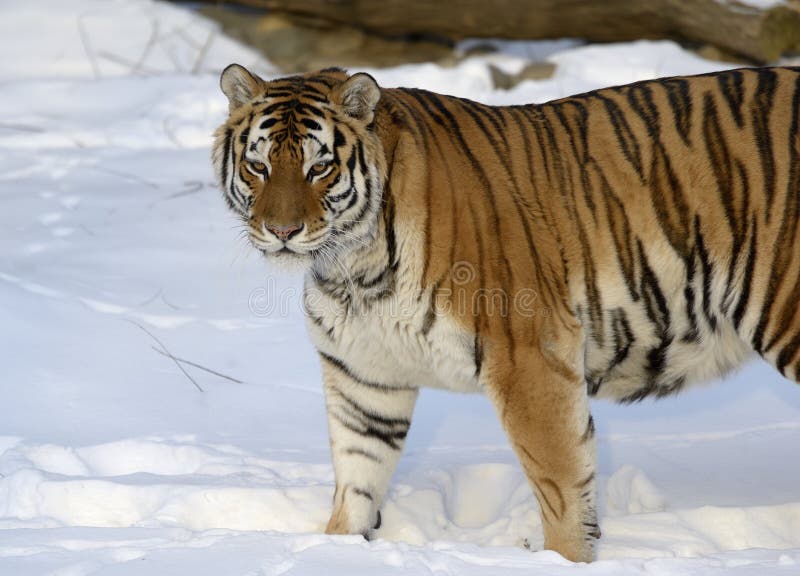 It is the only tiger that has on its belly five-centimeter layer of fat protects against chilling winds at extremely low temperatures. Body elongated, flexible, head rounded, rather short legs, a long tail. The ears are very short, as the lives in cold areas. The Amur tiger is color blind. At night, he sees five times better than humans. Body length in male tiger to tail reaches 2,7-3,8 m, females less. Withers height 115 cm, weight 160-270 kg. The greatest weight of males tigers living in the wild, does not exceed 250 kg. Normal adult male tiger weighs on average 180-200 kg when height at withers in 90-106 cm tiger - an animal easily vulnerable, despite its large size and great physical strength. It can traipse over the carcass of a horse 500 meters on the snow it is capable of speeds up to 50 km / h Listed as endangered. It is the only tiger that has on its belly five-centimeter layer of fat protects against chilling winds at extremely low temperatures. Body elongated, flexible, head rounded, rather short legs, a long tail. The ears are very short, as the lives in cold areas. The Amur tiger is color blind. At night, he sees five times better than humans. Body length in male tiger to tail reaches 2,7-3,8 m, females less. Withers height 115 cm, weight 160-270 kg. The greatest weight of males tigers living in the wild, does not exceed 250 kg. Normal adult male tiger weighs on average 180-200 kg when height at withers in 90-106 cm tiger - an animal easily vulnerable, despite its large size and great physical strength. It can traipse over the carcass of a horse 500 meters on the snow it is capable of speeds up to 50 km / h Listed as endangered