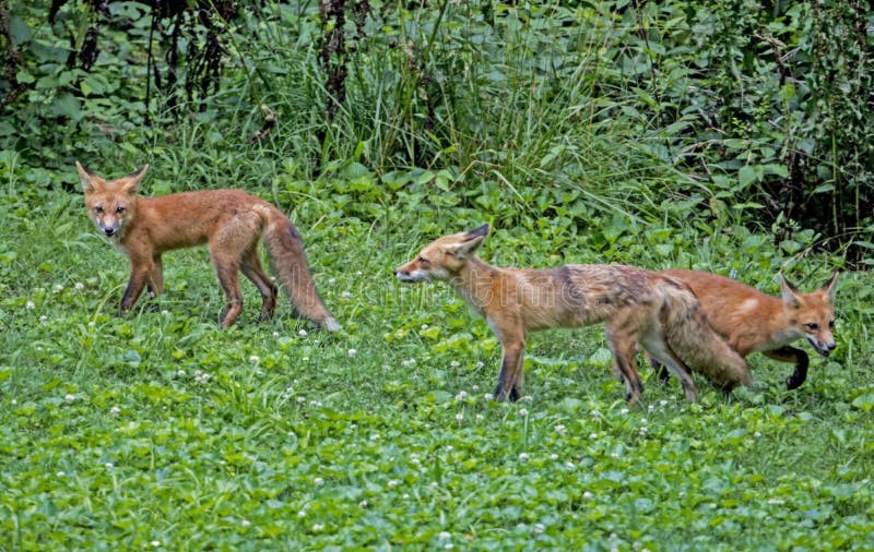 Three Young Red Fox Playing Together in Green Grass. Stock Photo
