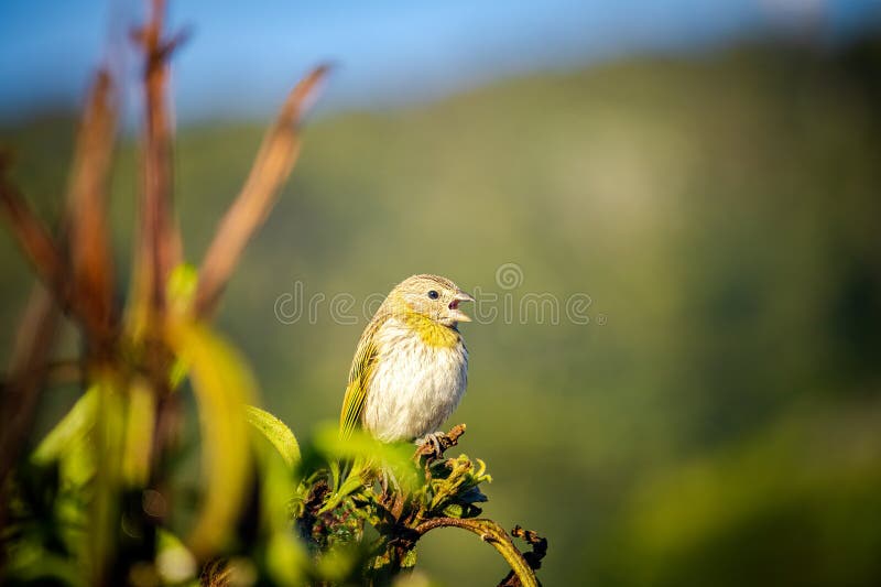 Sicalis flaveola de canard de terre perché sur un arbre. photos stock
