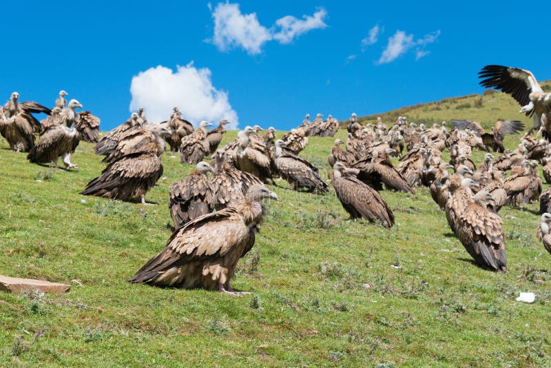 108 Tibetan Sky Burial Stock Photos - Free & Royalty-Free Stock Photos ...