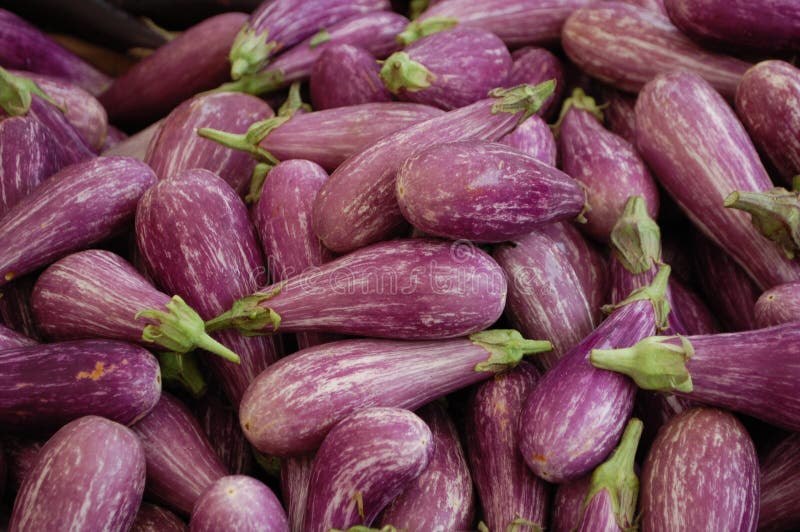 Sicilian Eggplant Stock Image Image 26756561