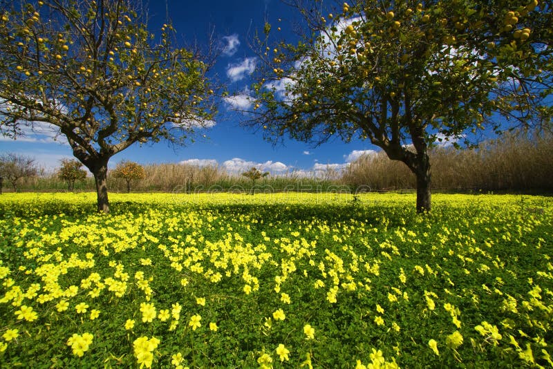 Sicilian spring