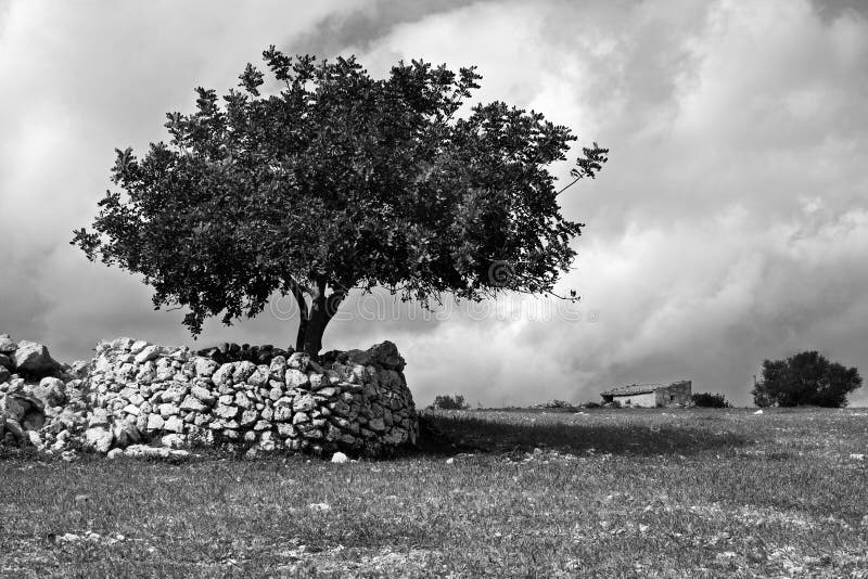 The Sicilian tree