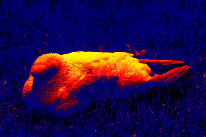 Sick bird pigeon infrared