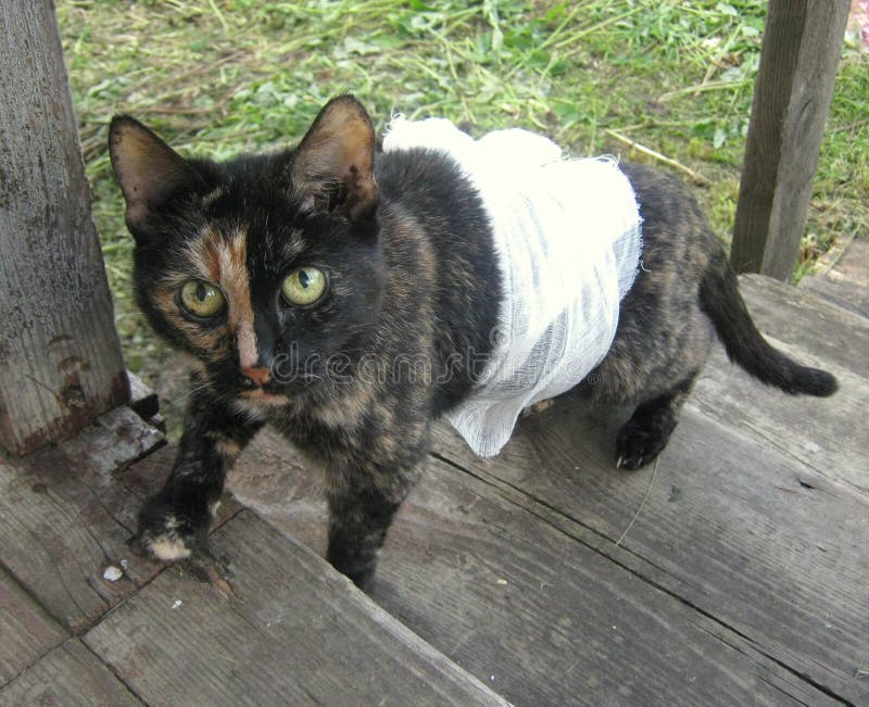 Sick cat with bandage stock photo. Image of treatment 25317826