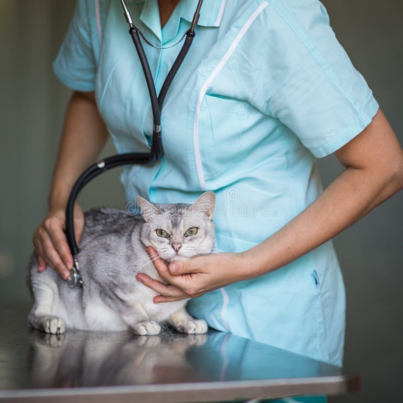 Sick Cat In A Veterinarian Clinic Stock Photo Image Of Help Health