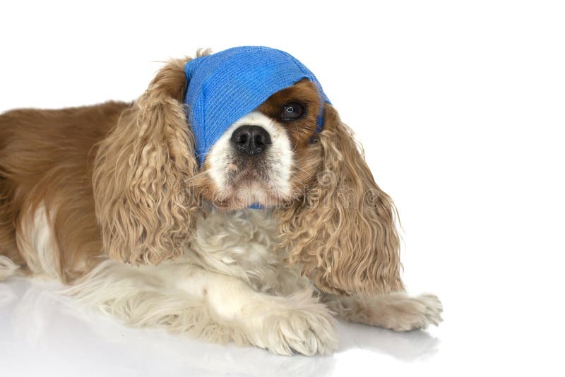 dog eye bandage