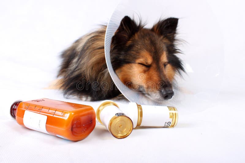Sick dog stock image. Image of sickness, plastic, medication 11644131