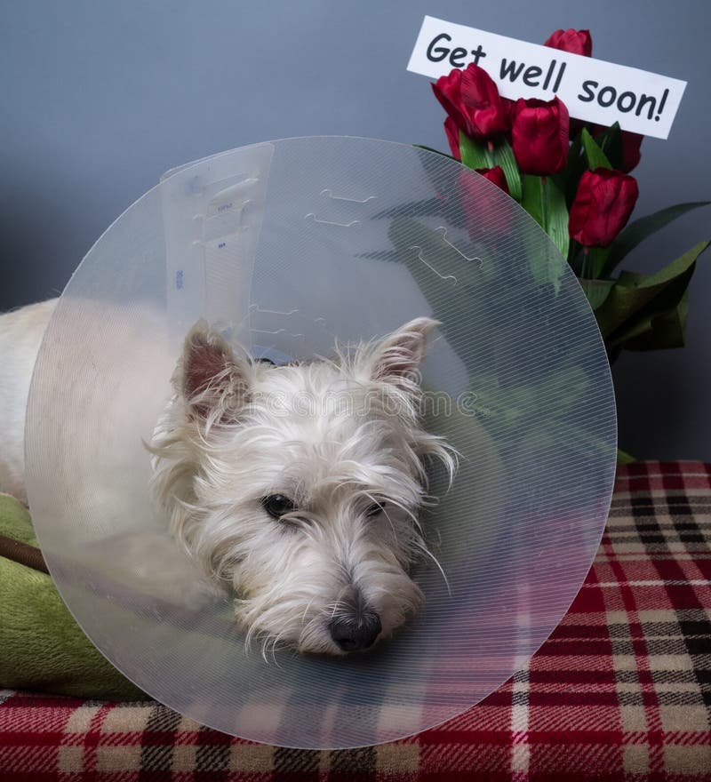 Sick Dog royalty free stock image Sick Dog royalty free stock image
