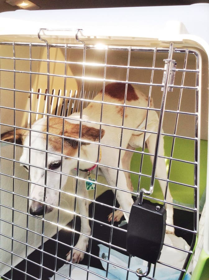 Sick dog stock image. Image of poor, cage, move, animal 52536155