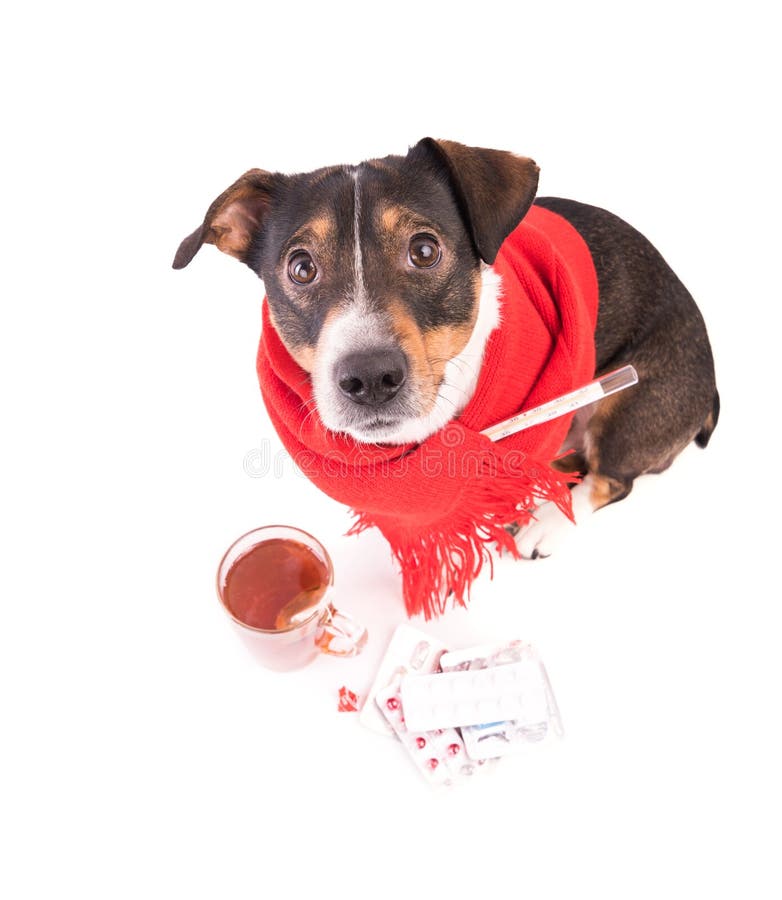 Sick Dog with Medicine on a White Background Stock Image Image of