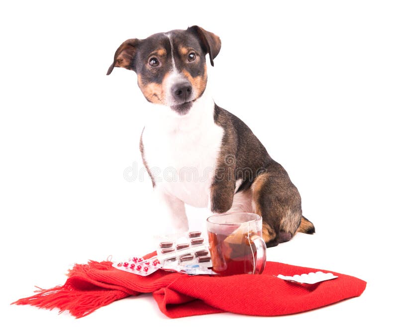 Sick Dog with Medicine on a White Background Stock Image Image of