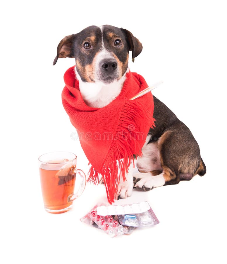 Sick Dog with Medicine on a White Background Stock Image Image of