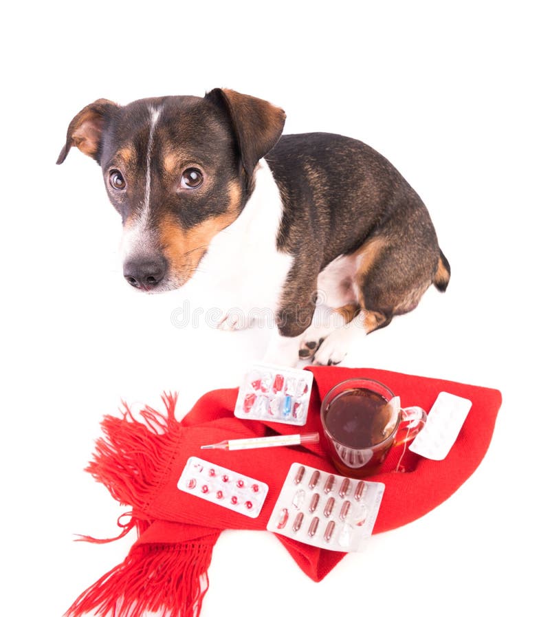 Sick Dog with Medicine on a White Background Stock Photo Image of