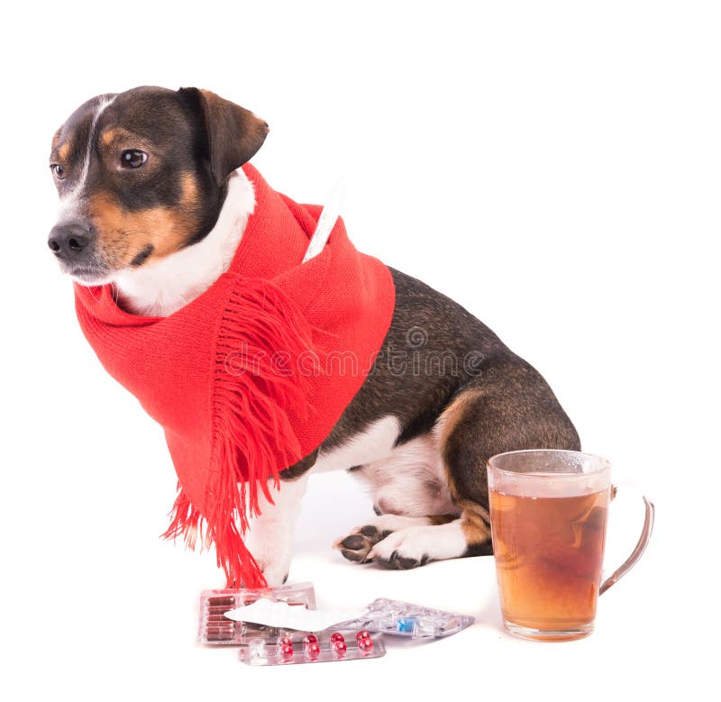 Sick Dog with Medicine on a White Background Stock Image Image of